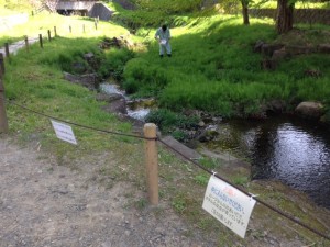 ホタルの幼虫を離す